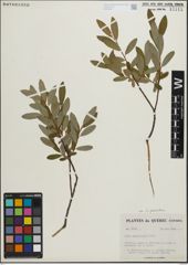 Foto von Salix pedicellaris Pursh